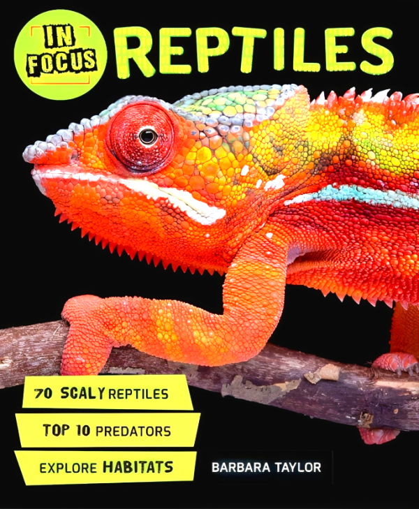 In Focus : Reptiles Online Sale